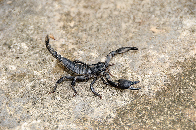 Scorpion-Warrior