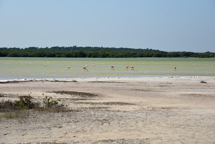 Flamingos in their natural surroundings