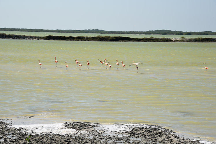 Flamingos go on the run