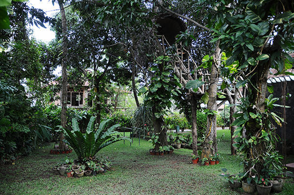 Guest house garden -jungle feeling