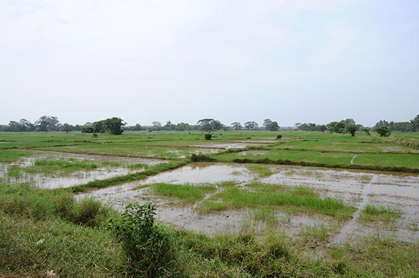 Rice fields