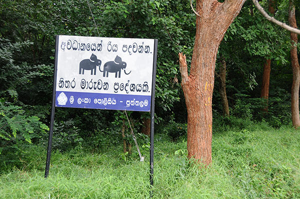 Elephant crossing