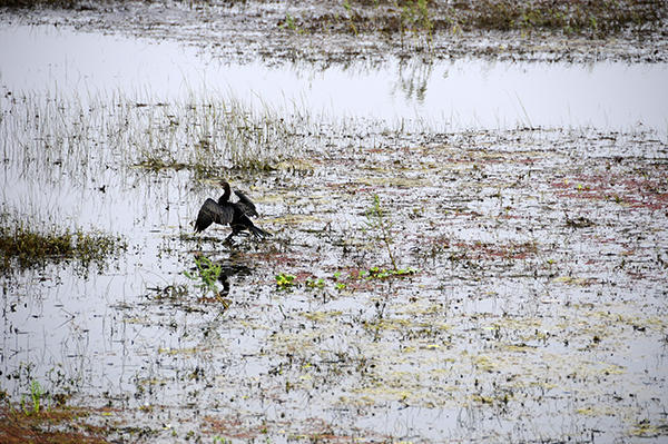 Water bird