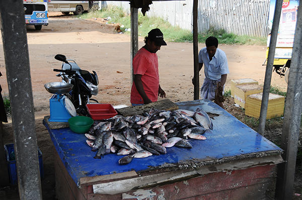 Anarudhapura fish seller
