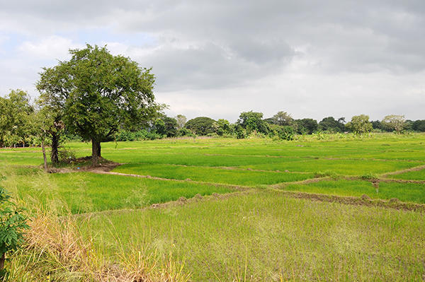 Rice fields beside the road