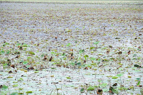 Sea rose lake on the road