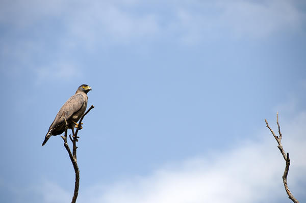 Very rare snake catching eagle