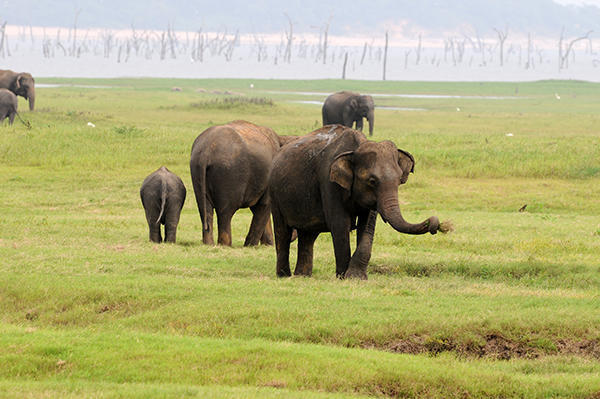 Peaceful elephants