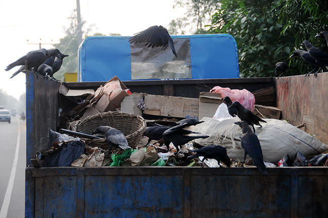 Sri lankan trash collection