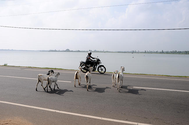 Sri lankan road-wildlife