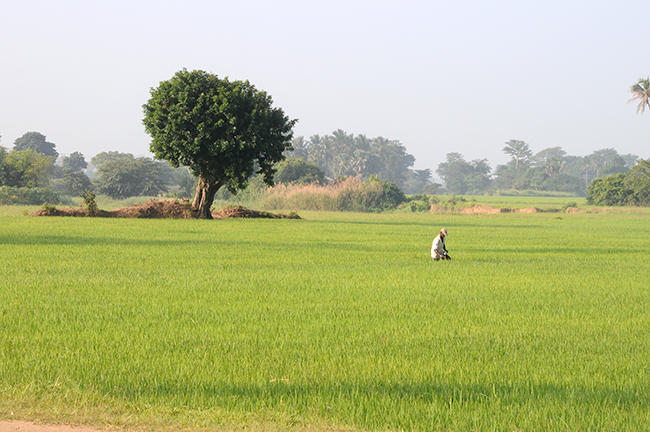 Rice fields