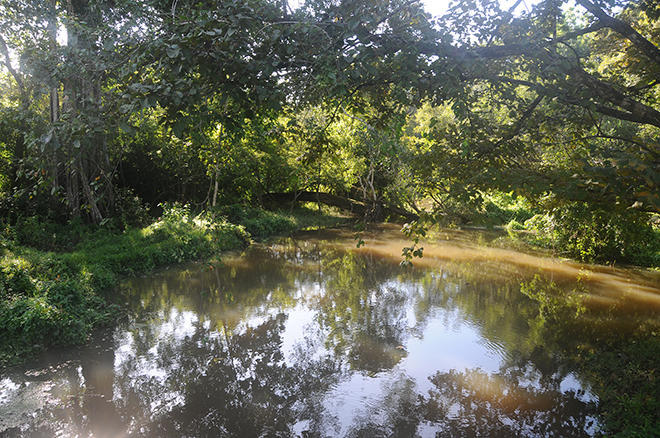 River through the jungel