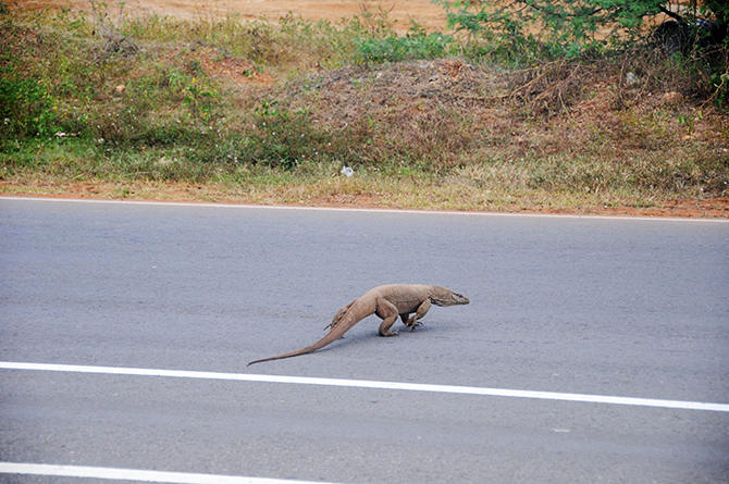 Waran crossing the road