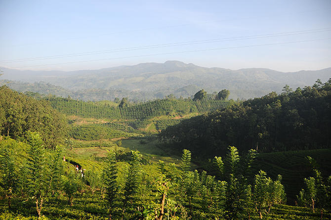 Tea fields along the road