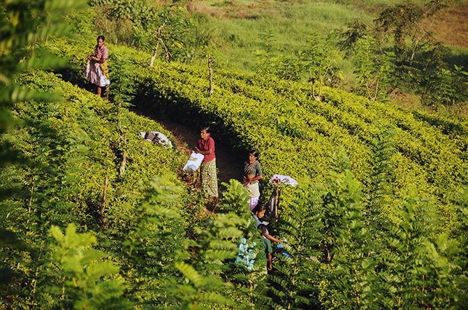 Hard work-picking tea