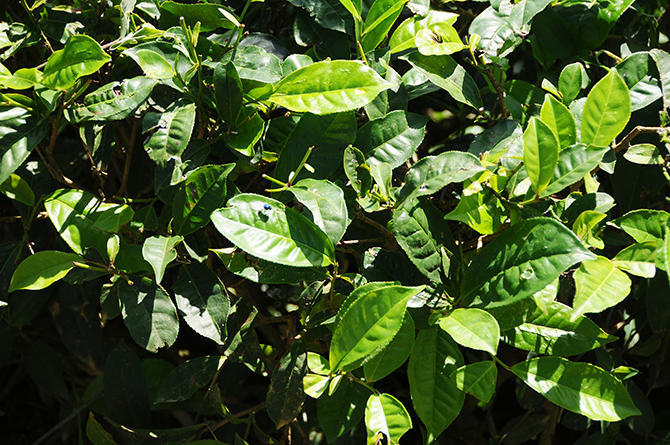 Tea plant close up