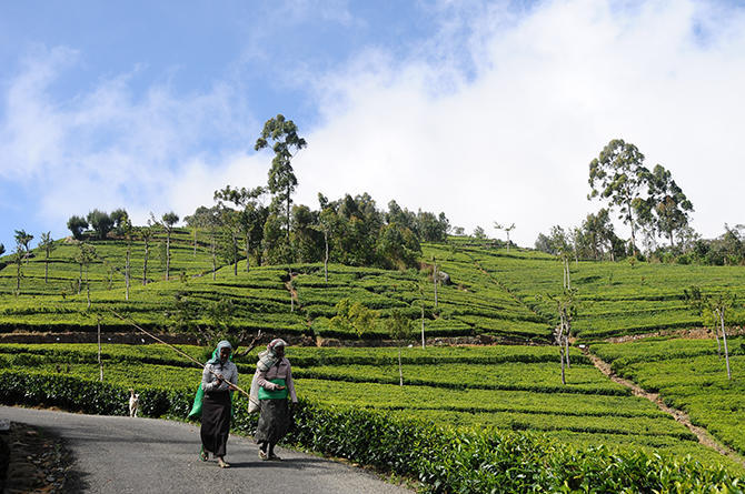 Pickers walking to the fields