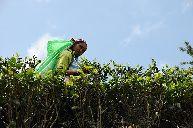 The sack on their back takes 10kg of tea leafs if it´s filled up