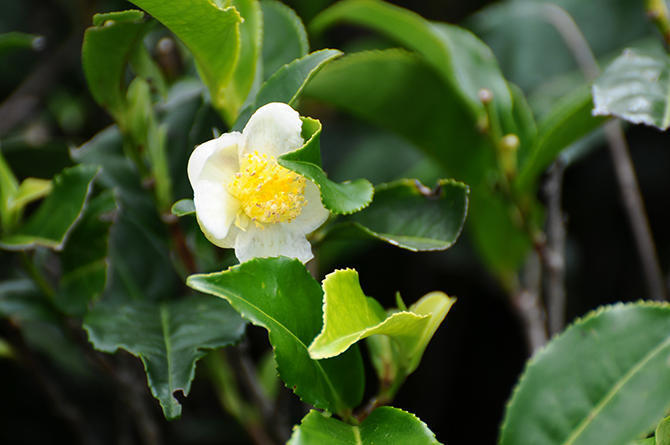 Blooming tea plant