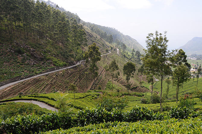 Another tea plantation impression