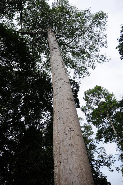 Huge tree