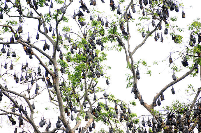 Tree full of bats