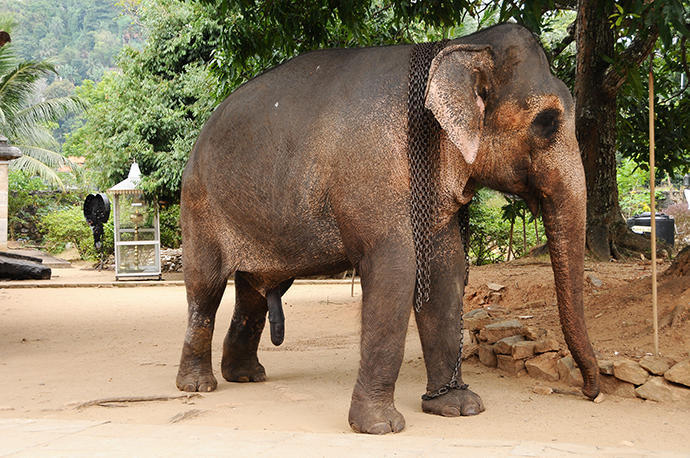 Also elephants join the temple life