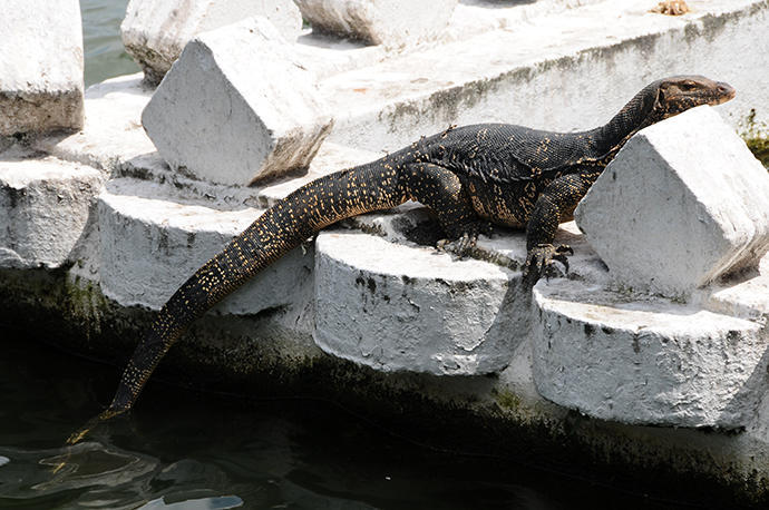 Lazy water lizard taking a sun bath in the middle of the town