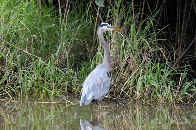 Egret