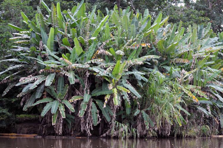 On Tortuguero channel