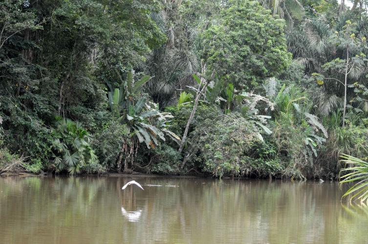 On Tortuguero channel