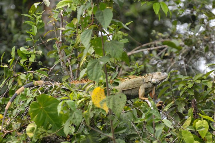 Leguan taking a sun bath