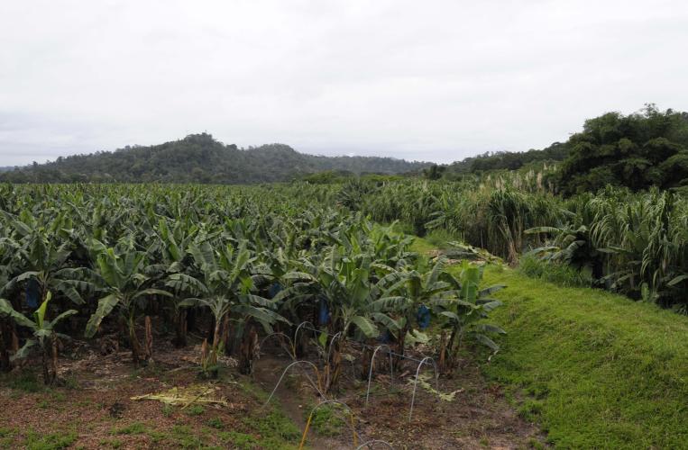 Bananas plantation