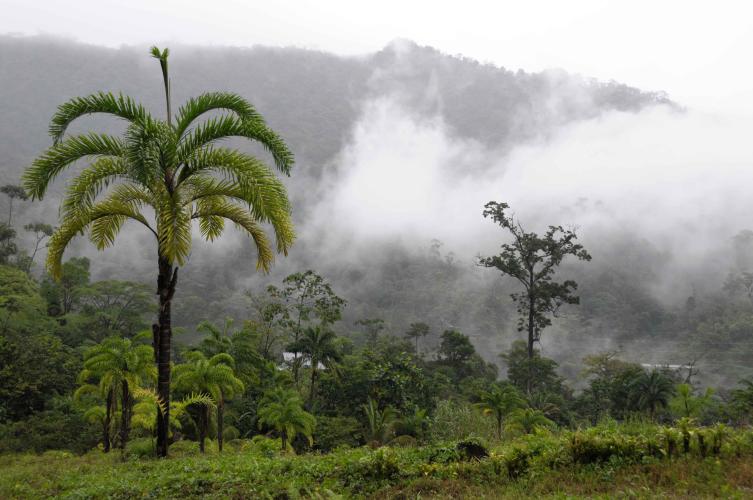 Clouds over the jungle