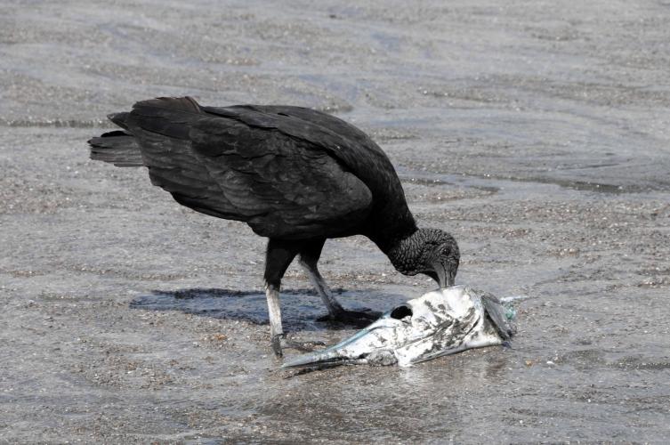 Vulture enjoying a fishhead