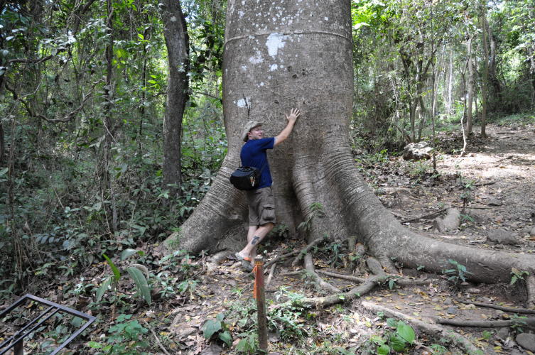 Huge tree