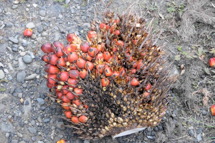 African palm fruit