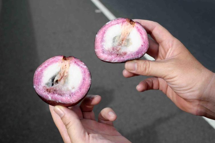 Tasty fruit called "Caimito"