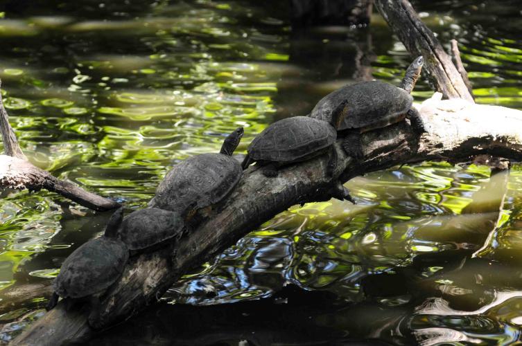 Turtles queueing up