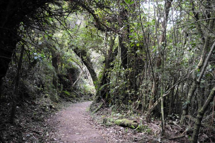 Woods around Volcan Poas