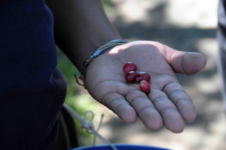 Coffee fruits