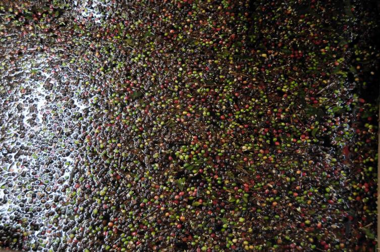 Washing the coffee fruits