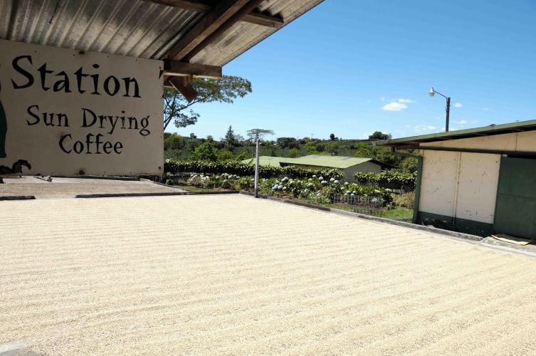 Coffee beans drying in the sun