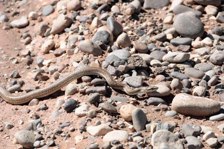 Snake passing the road