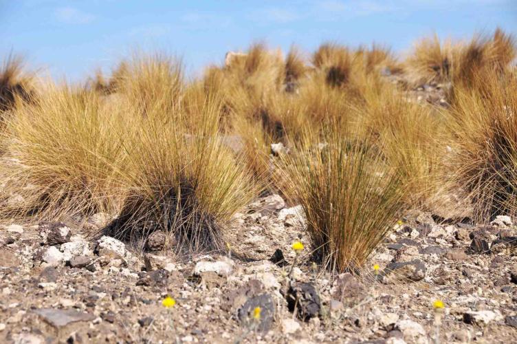 Typical Patagonian grass