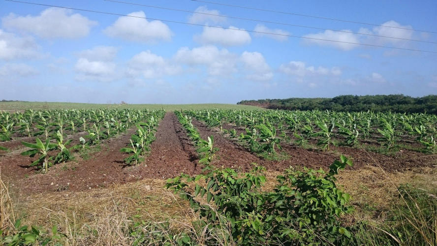 Bananas plantation
