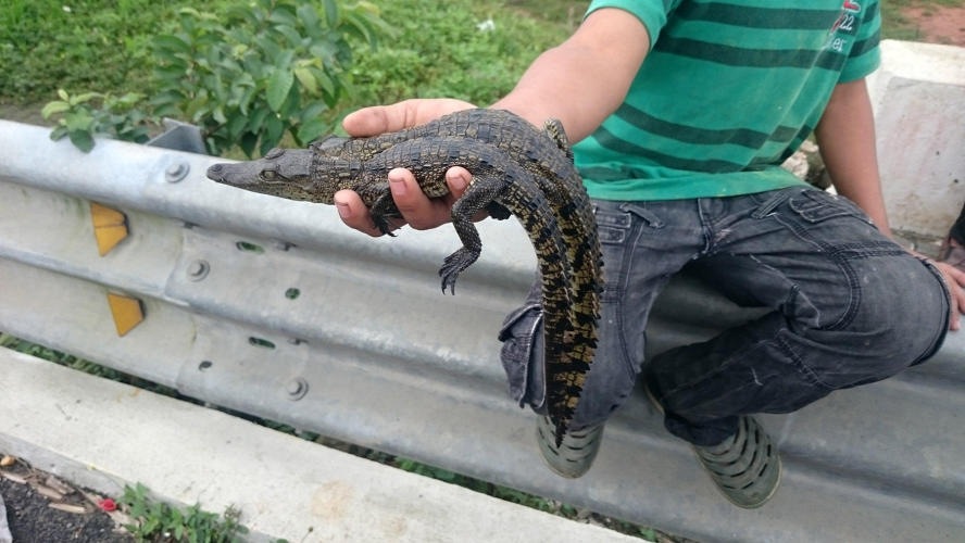 A boy selling crocodiles for 200pesos about 13USD each