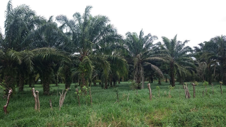 Oil palms