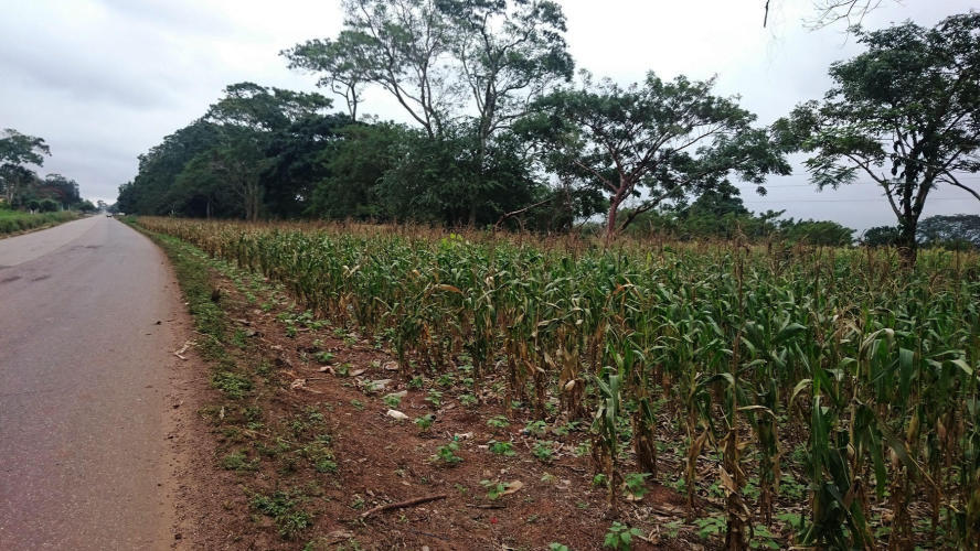 Corn plantation