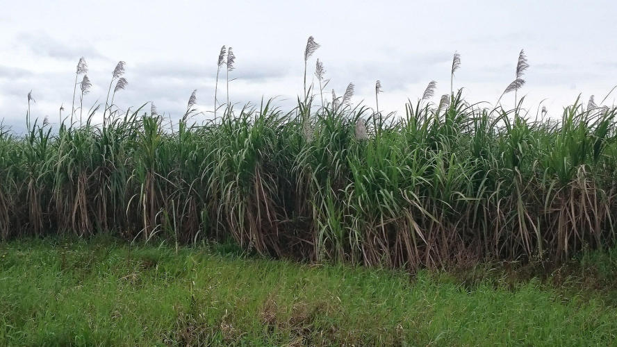 Sugar can plantation looking like white feather pampas grass